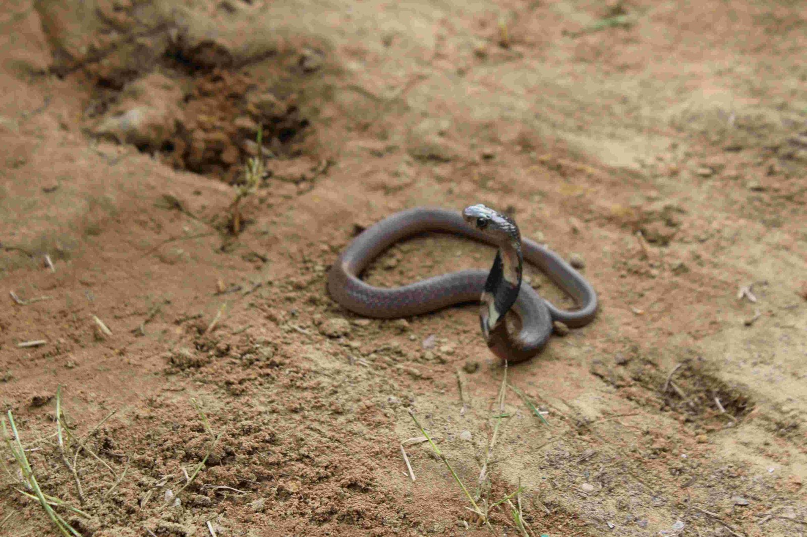 Wildlife Rescue / Snake Catcher Jaipur Rajasthan